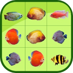 9球体育app下载